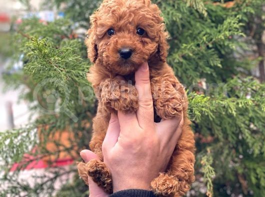 Red Brown Erkek Toy Poodle Yavrumuz görsel