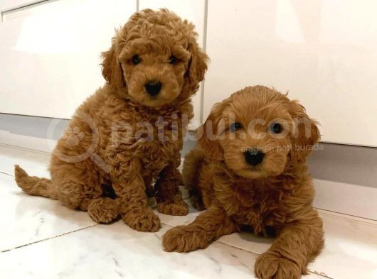 Red Brown Kızıl Renk Erkek Toy Poodle Yavrularımız görsel