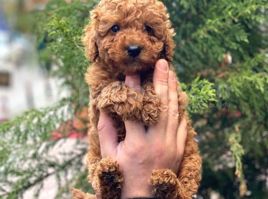 Red Brown Erkek Toy Poodle Yavrumuz görsel