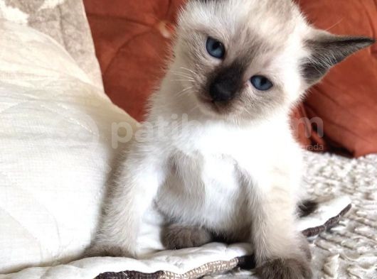 Muhteşem Siyam Yavrular Kedi Cinslerinin En Özel Irkı görsel