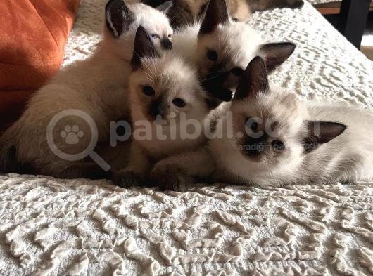 Muhteşem Siyam Yavrular Kedi Cinslerinin En Özel Irkı görsel