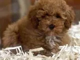 Sevimli kızıl renk red brown toy poodle yavrumuz 