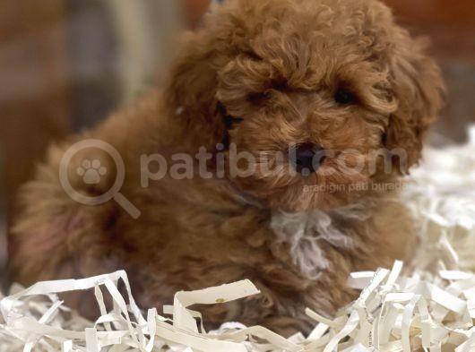 Sevimli Kızıl Renk Red Brown Toy Poodle Yavrumuz  görsel