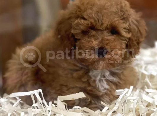 Sevimli Kızıl Renk Red Brown Toy Poodle Yavrumuz 