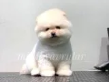 Orjinal Pomeranian Boo Yavrularımız