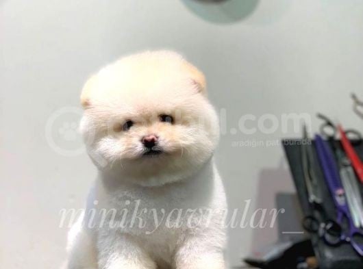 Orjinal Pomeranian Boo Yavrularımız görsel