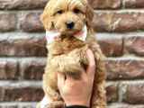 Sevimli Red Kızıl Renk Maltipoo Erkek Yavrumuz