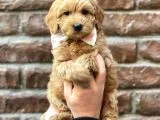 Sevimli red kızıl renk maltipoo erkek yavrumuz