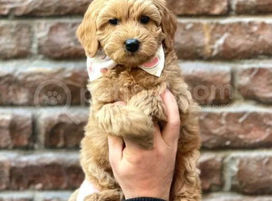 Sevimli Red Kızıl Renk Maltipoo Erkek Yavrumuz