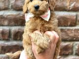Sevimli Red Kızıl Renk Maltipoo Erkek Yavrumuz