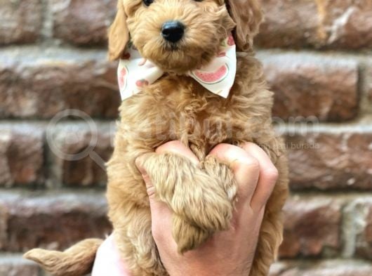 Sevimli Red Kızıl Renk Maltipoo Erkek Yavrumuz görsel