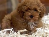 Sevimli Kızıl Renk Red Brown Toy Poodle Yavrumuz 