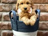 Muhteşem kızıl renk maltipoo erkek yavrumuz