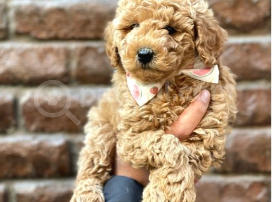 Tüy Dökmeyen Koku Yapmayan Red Brown Toy Poodle  görsel