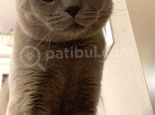 Oğlumuz Paşaya Ömürlük Yuva görsel