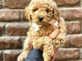 Tüy dökmeyen koku yapmayan red brown toy poodle 