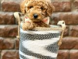 Irk Ve Irk Garantili Red Brown Toy Poodle Yavrumuz