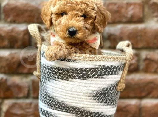 Irk Ve Irk Garantili Red Brown Toy Poodle Yavrumuz görsel