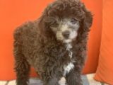 Dişi Silver Toy Poodle