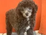 Dişi silver toy poodle
