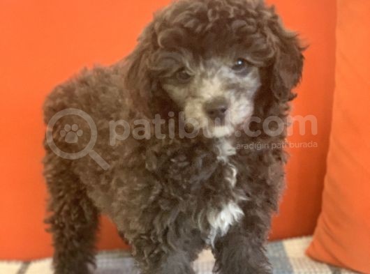 Dişi Silver Toy Poodle görsel