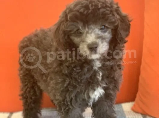 Dişi Silver Toy Poodle