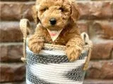 Irk ve ırk garantili red brown toy poodle yavrumuz