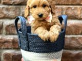 Muhteşem Kızıl Renk Maltipoo Erkek Yavrumuz