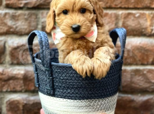 Muhteşem Kızıl Renk Maltipoo Erkek Yavrumuz görsel