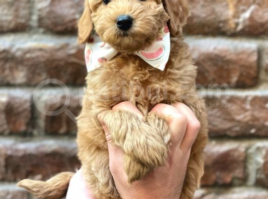 Sevimli Red Kızıl Renk Maltipoo Erkek Yavrumuz görsel
