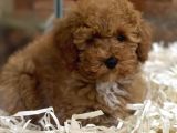 Sevimli Kızıl Renk Red Brown Toy Poodle Yavrumuz 