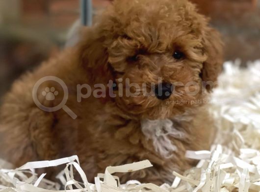 Sevimli Kızıl Renk Red Brown Toy Poodle Yavrumuz  görsel