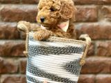 Irk Ve Irk Garantili Red Brown Toy Poodle Yavrumuz