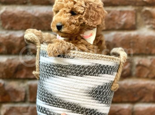 Irk Ve Irk Garantili Red Brown Toy Poodle Yavrumuz görsel