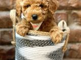 Irk Ve Irk Garantili Red Brown Toy Poodle Yavrumuz