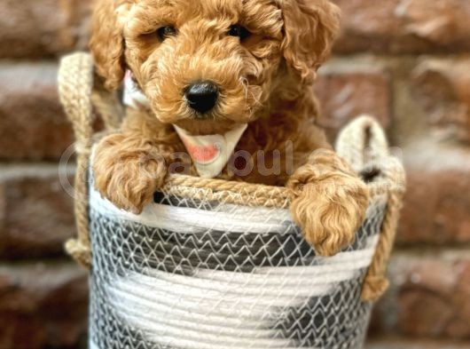 Irk Ve Irk Garantili Red Brown Toy Poodle Yavrumuz görsel