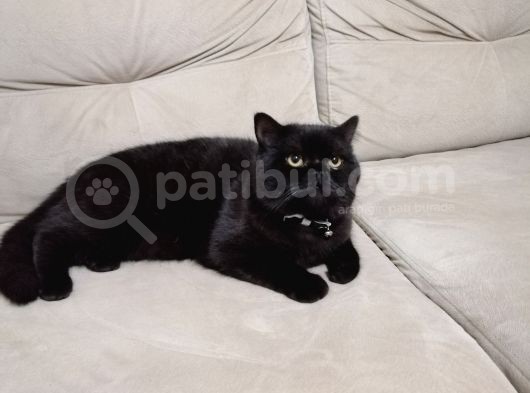10 Aylik Bri̇ti̇sh Shorthai̇r görsel