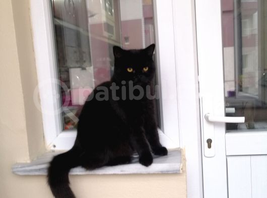 10 Aylik Bri̇ti̇sh Shorthai̇r görsel