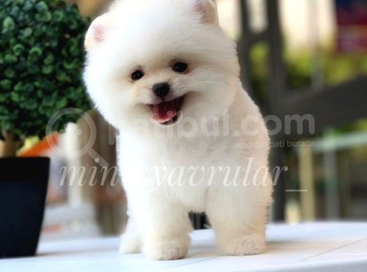 Safkan Pomeranian Yavrularımız görsel