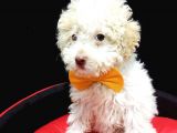 Disi Toy Poodle Yavrumuz Sahibini Ariyor