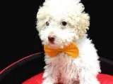 Disi toy poodle yavrumuz sahibini ariyor