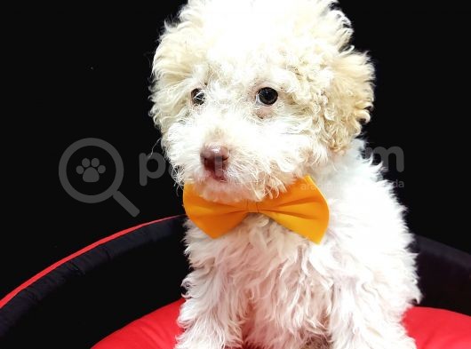 Disi Toy Poodle Yavrumuz Sahibini Ariyor görsel
