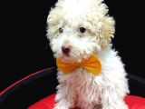 Disi Toy Poodle Yavrumuz Sahibini Ariyor