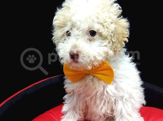Disi Toy Poodle Yavrumuz Sahibini Ariyor görsel