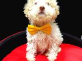 Disi Toy Poodle Yavrumuz Sahibini Ariyor