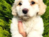 Maltese Terrier Yavrularımız