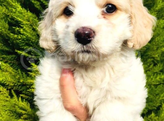 Maltese Terrier Yavrularımız görsel