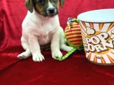 Kisa Bacak Jack Russel Yavrular