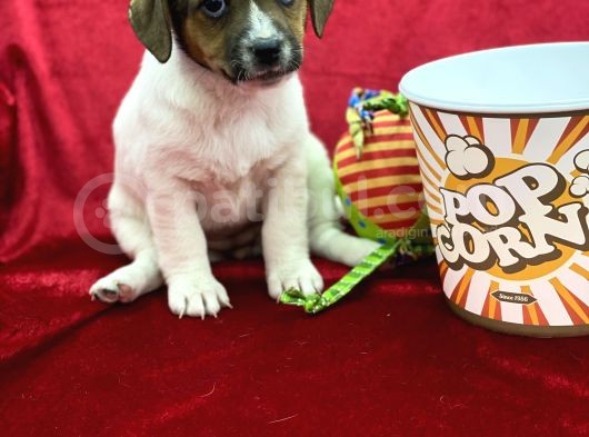 Kisa Bacak Jack Russel Yavrular görsel