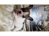 French Bulldog Erkek